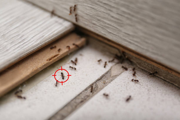Best Exterminator Services  in Shawneetown, IL